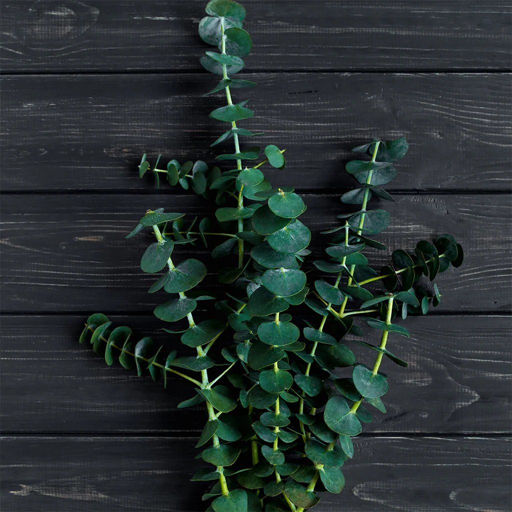 Eucalyptus (80/85) Essential Oil - 100% Pure 142