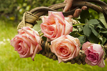 Fresh Cut Roses* (KY) Fragrance Oil 15538