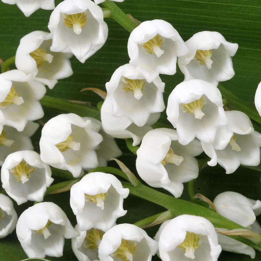 Muguet Fragrance Oil - FF# 15 (Special Order)