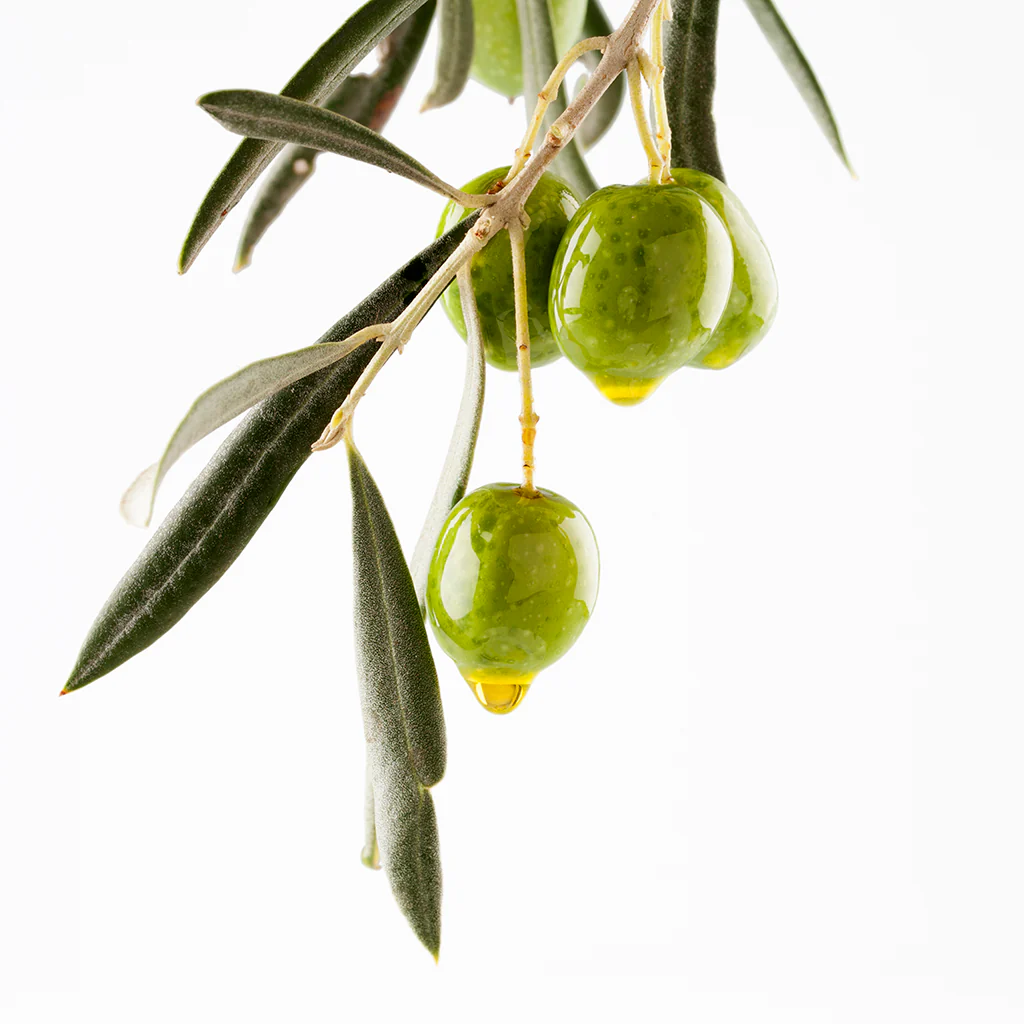 Olive* - EO & FO Blend (Special Order)