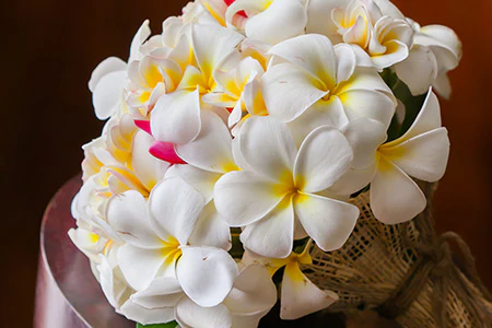 Plumeria* Fragrance Oil 15991