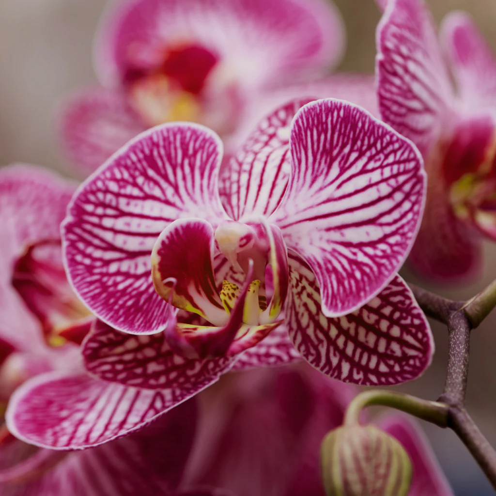 Tiger Orchid & Wild Cherry - Natural Fragrance Oil 251